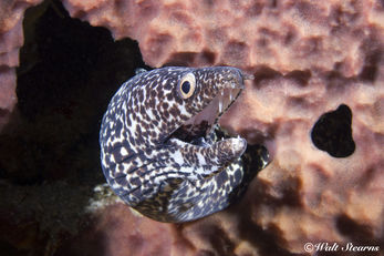Saint Lucia Biodiversity 