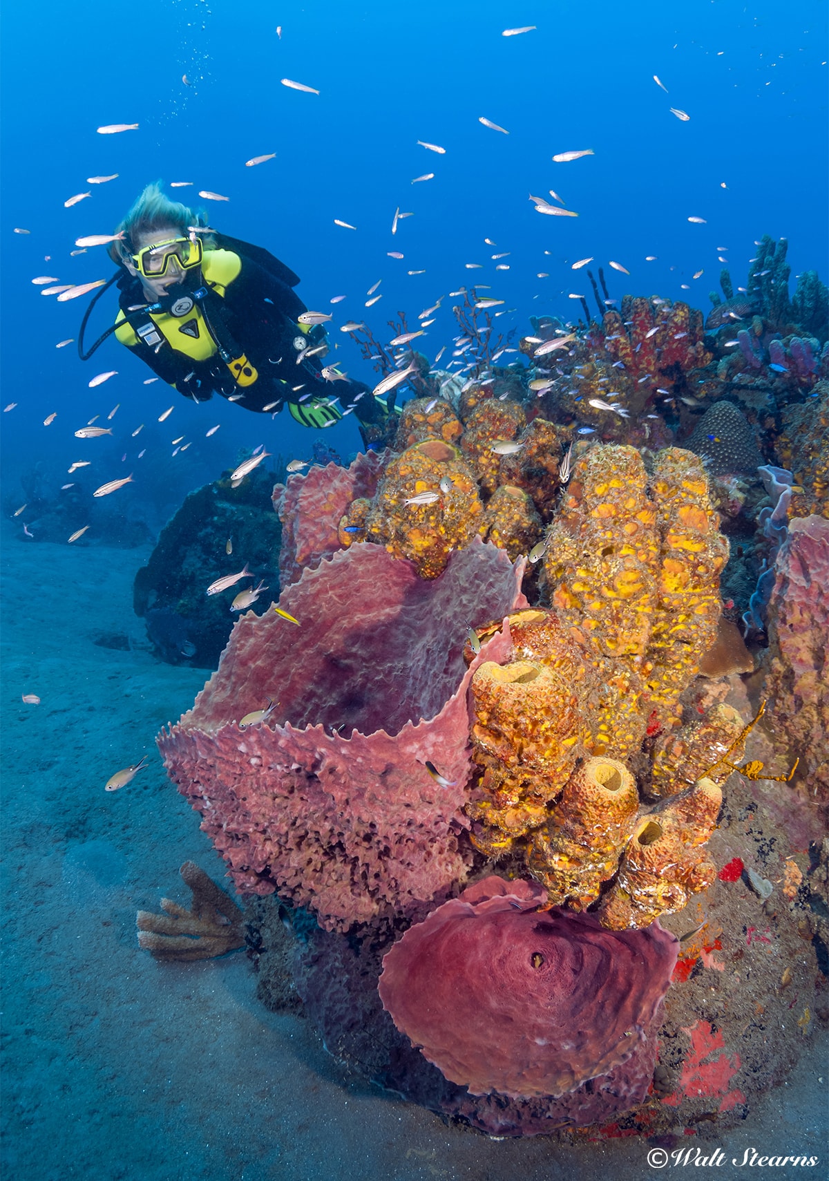Sponges not only add color to the reef, they are highly efficient filter feeders that remove organic matter from the water.