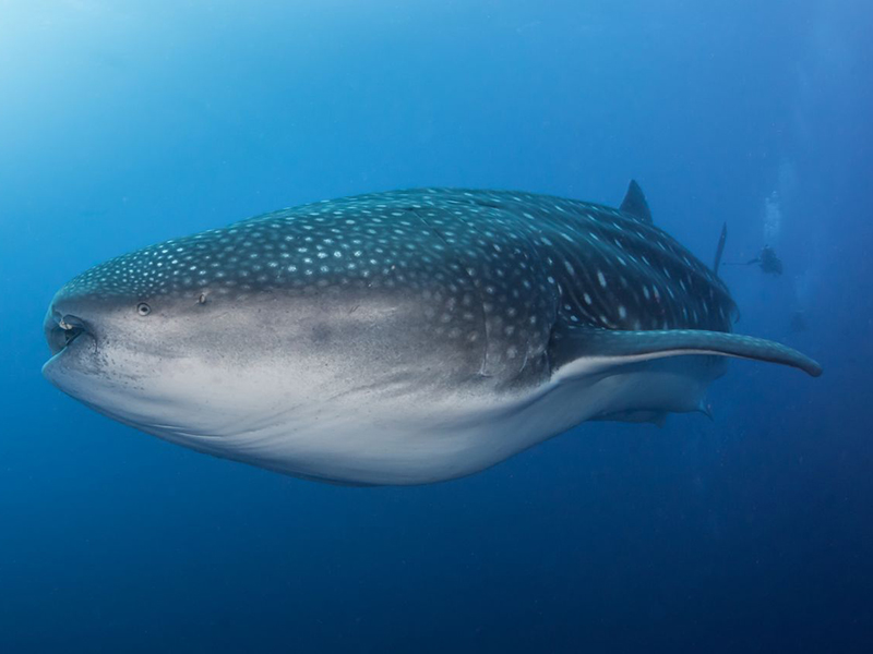 The Galapagos Islands are known for big whale sharks.