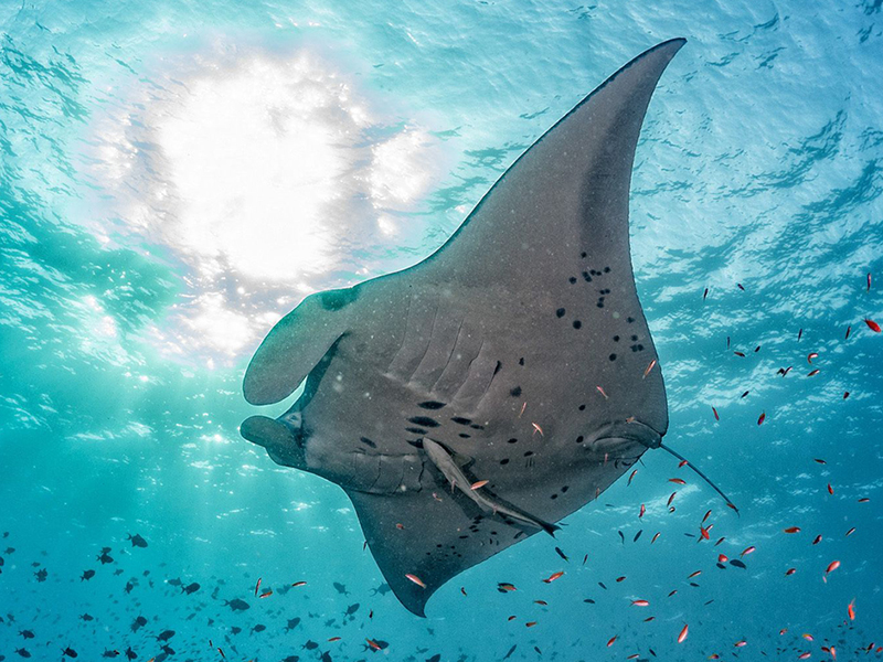 Manta Rays often gather at cleaning stations, giving divers a chance for up-close viewing.