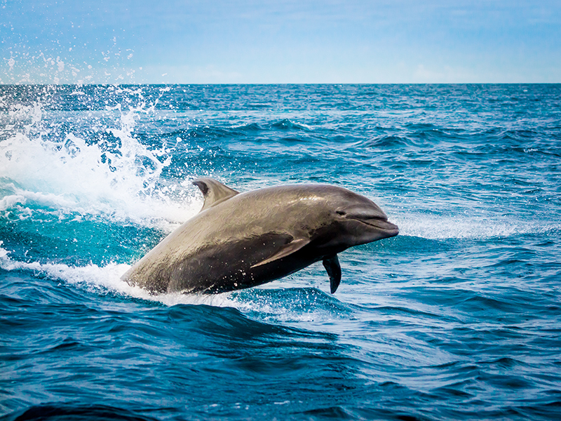 Divers are often visited by dolphins at certain sites.