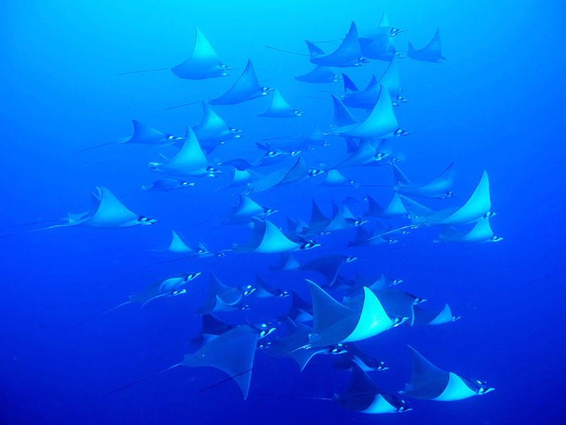 Divers may encounter large flights of eagle or mobula rays.