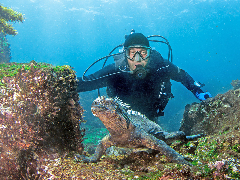 Marine iguanas plunge below the surface to feed on algae patches.