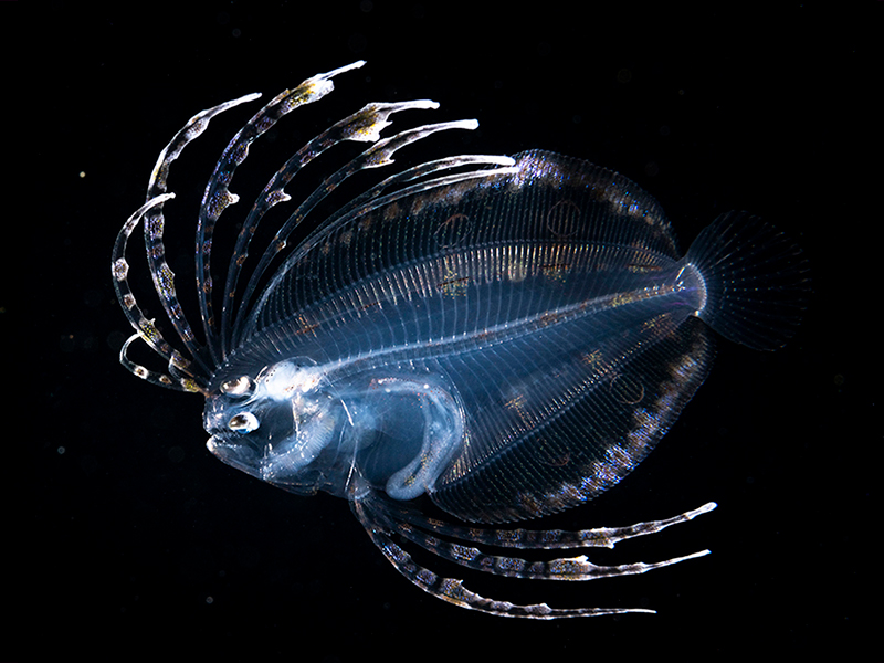 Larval fish often bear little resemblance to their adult counterparts.