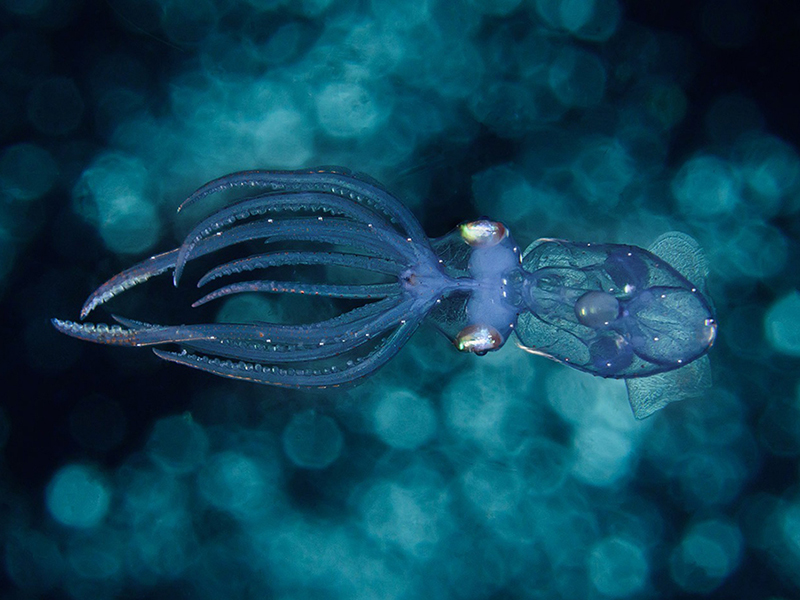 Some species of invertebrates display eerie bioluminescent glows.  