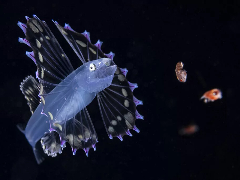 A juvenile tripod fish deploys its large fan-like pectoral fish to create the illusion that it is an un palatable jellyfish rather than a tasty snack.