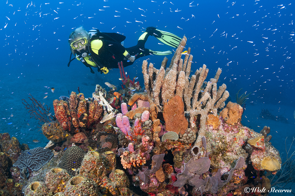 Sponges and soft corals form a colorful coat on a rock outcropping off the southern shore of Saba.