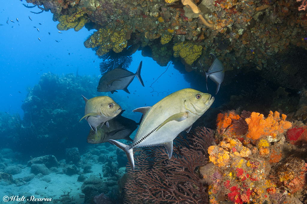 In addition to a mini wall, Saba's Tent Reef offers a collection of coral formations with deep undercuts that provide shelter for fish and invertebrates.