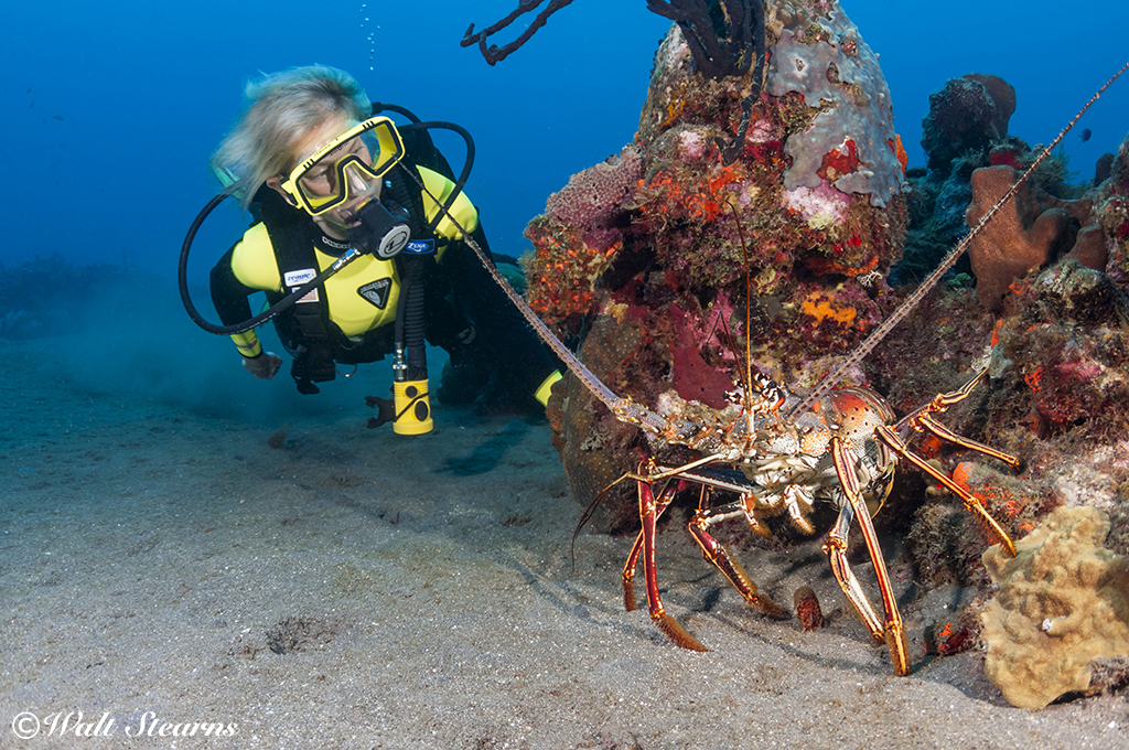 Lobsters and other potential table fare find refuge in the waters of one of St. Kitts' Marine Protected Areas.