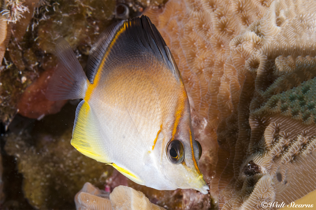 An Atlantic longnose butterflyfish is typical of the smaller tropical species you will encounter in the waters of the Easter Caribbean.