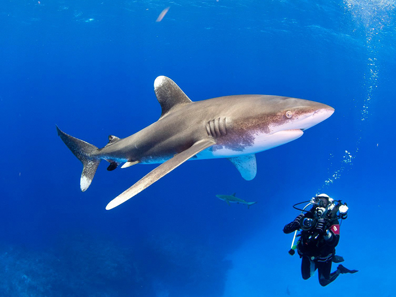 Oceanic white tip sharks are ocean predators that rarely come close to land. 