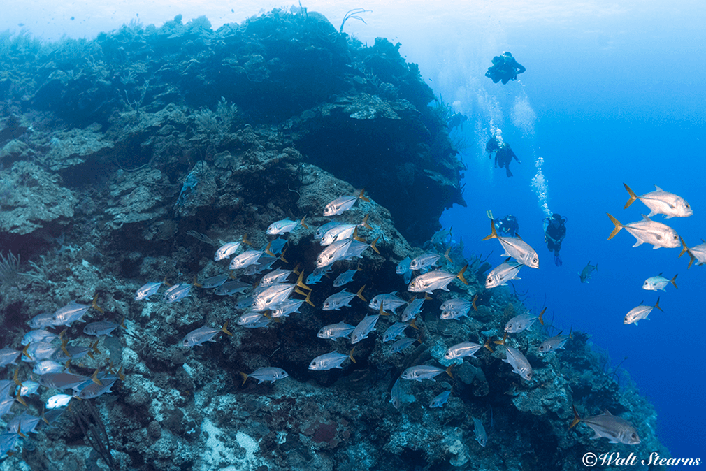 Divers hover on the edge of a Cayman Island wall that drops to depths of more than a mile.