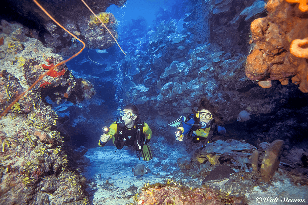 At Little Cayman dive sites such as Randy's Gazebo, the face of the wall is riddled with grottoes and swim throughs.