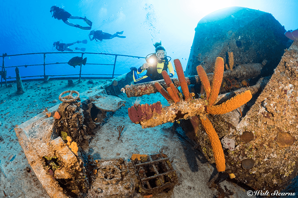 A colorful spray of sponges adorn the deck gun on the former Russian frigate now known as the MV Captain Keith Tibbetts.