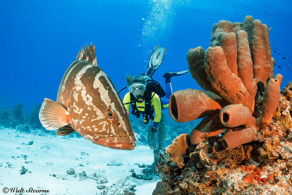 Thanks to their protected Nassau grouper are becoming a common sight in Cayman waters.