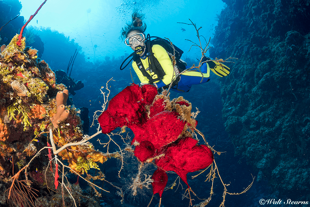 Sites along Grand Cayman's North Wall are known for colorful sponge growth and tall pinnacles that jut from beyond the face of the wall.