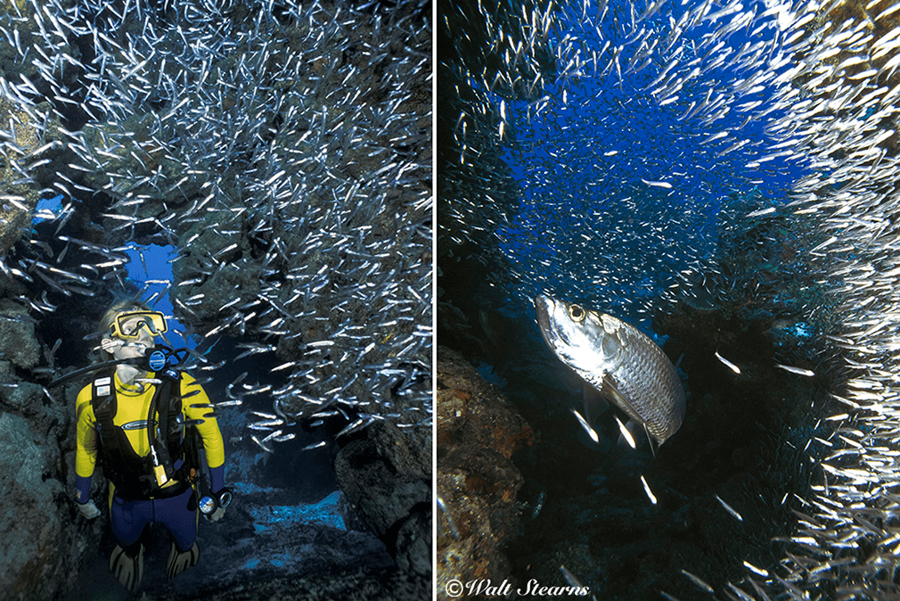 Divers and tarpon often come face-to-face in the grottoes and chasms of East End dive sites.