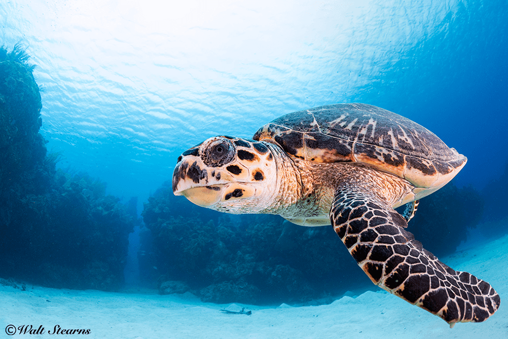 Turtles are just one of the more than 500 species of marine life that are found in the waters of the Cayman Islands.
