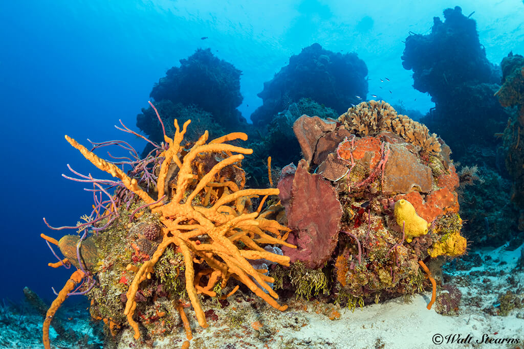 Both Allegro and Occidental are close to Cozumel's most colorful southern reefs.