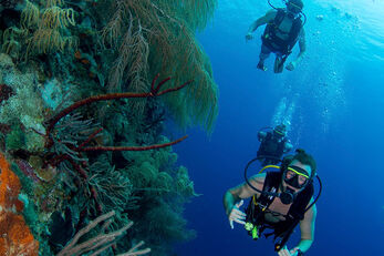 Two divers swim along the face of a vertical coral reef located near Bayside Beach Hotel  in Curaçao.