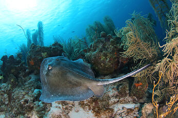 St. Marie Reef lies close to the shore at Coral Estates, and is known for attracting turtles, rays and larger reef fish.