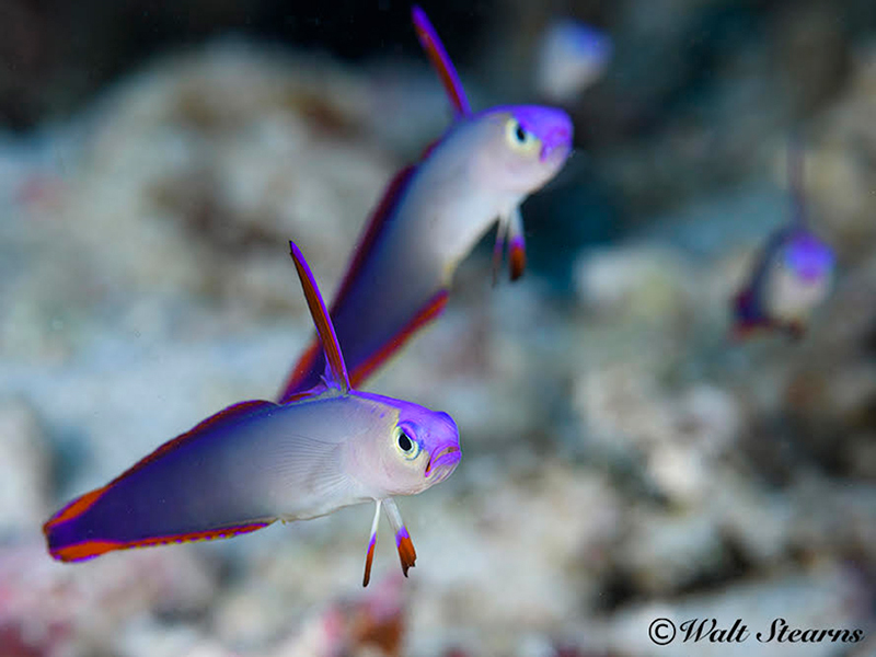 A mated pair of decorated dartfish hovering above coral rubble on a Wakatobi reef.
