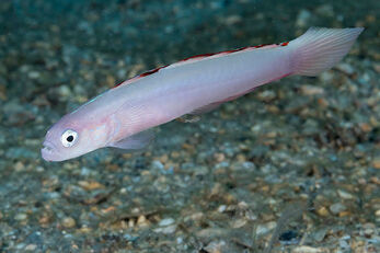 A blue dartfish found during a shallow dive under Palm Beach's Blue Heron Bridge.