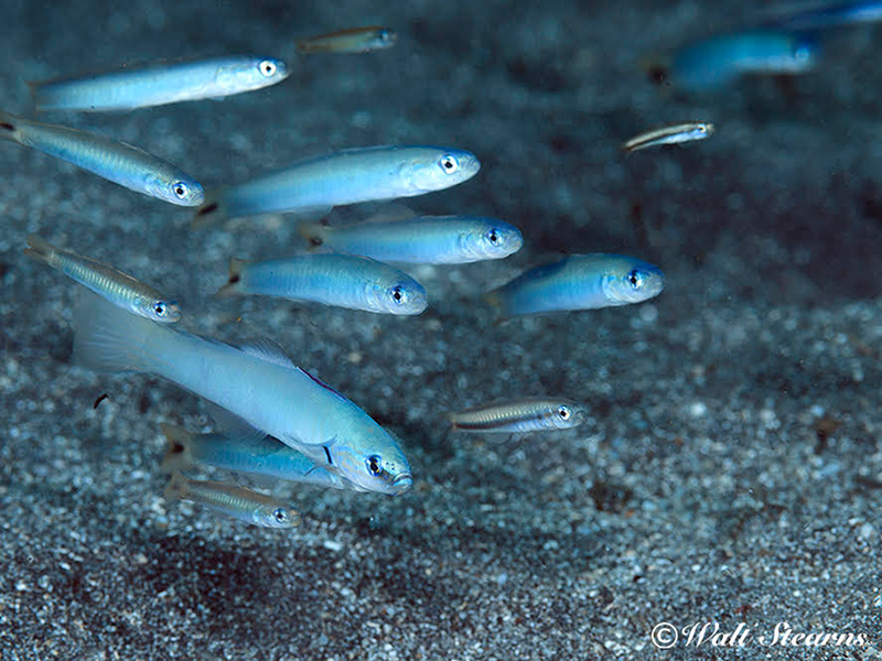 Juvenile dartfish are more likely to from schools for mutual protection.