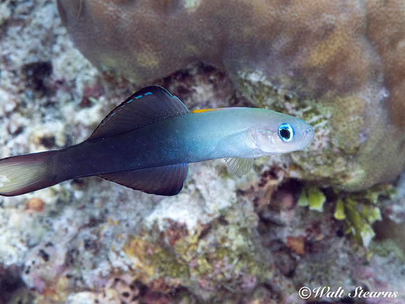 Two-tone dartfish can be found on shallow reefs across the Indo-Pacific.