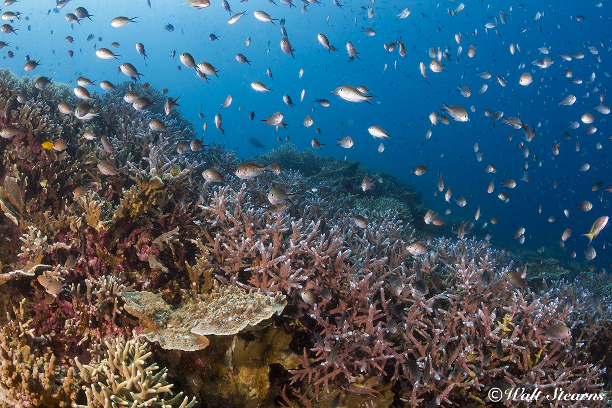 Diving in Dumaguete, Philippines