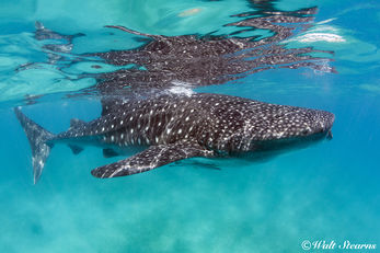 Whale Shark