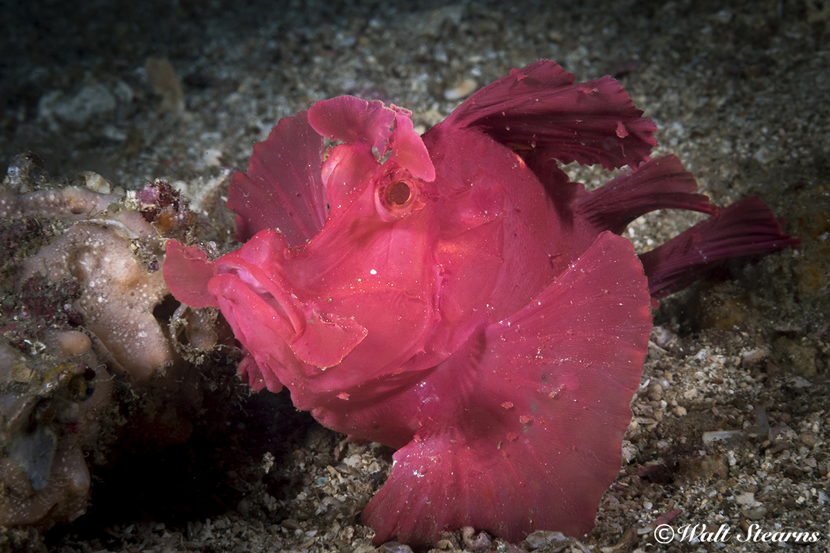 Eschmeyer's Scorpionfish - aka Paddle-Flap (Rhinopias eschmeyeri)