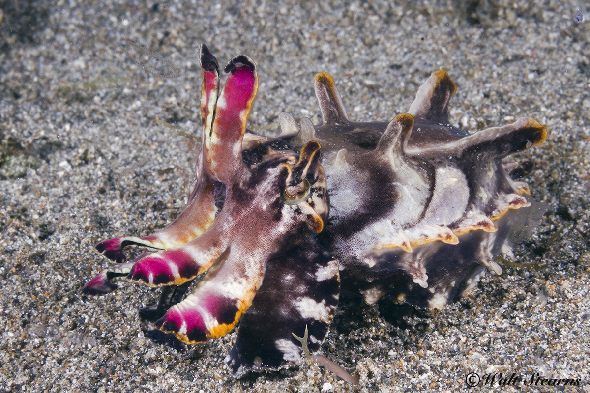 Flamboyant Cuttlefish