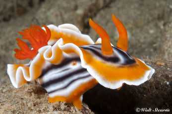 Muck Diving in the Philippines
