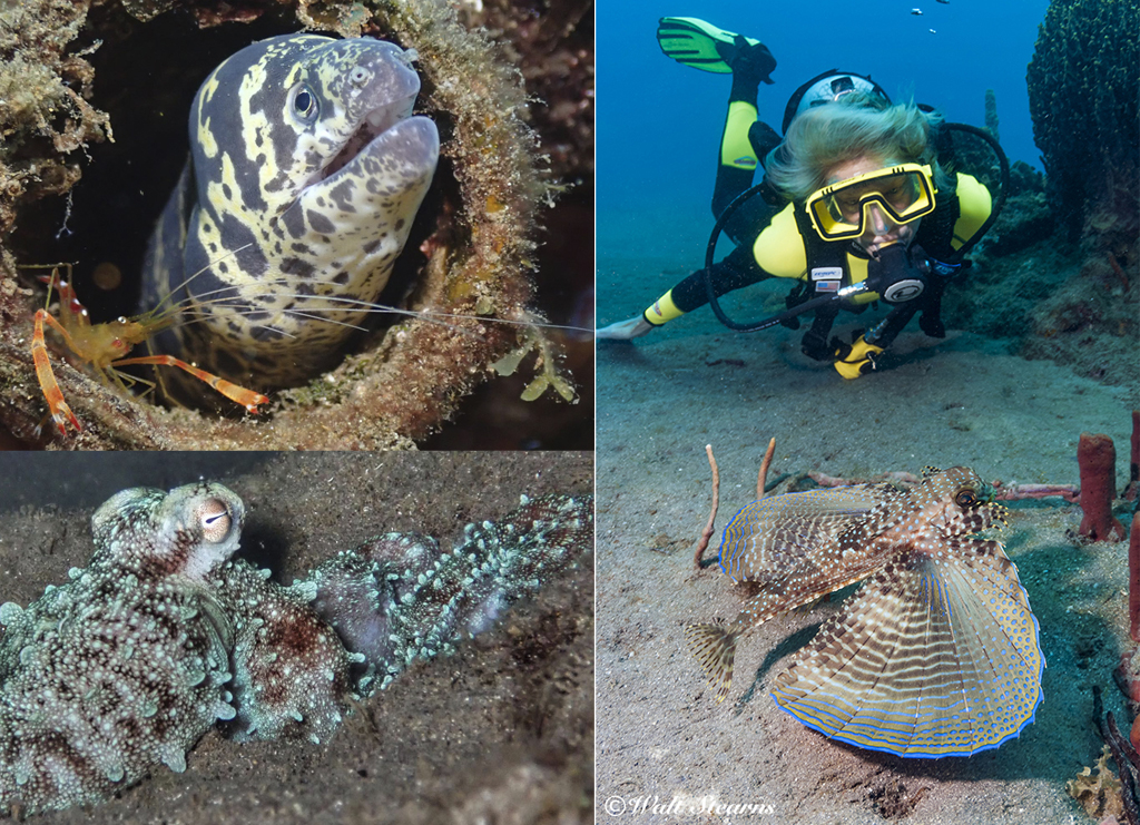 The Reserve is home to a wealth of unique marine life.