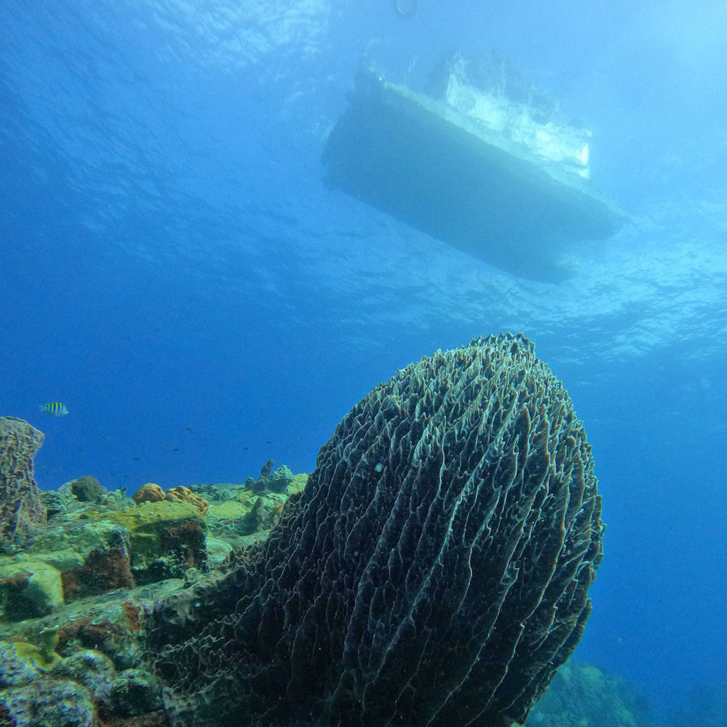 Massive sponges grow on the cliff-like walls of the Scott's Head crater. At many sites, these sheer drop offs begin in relatively shallow water.