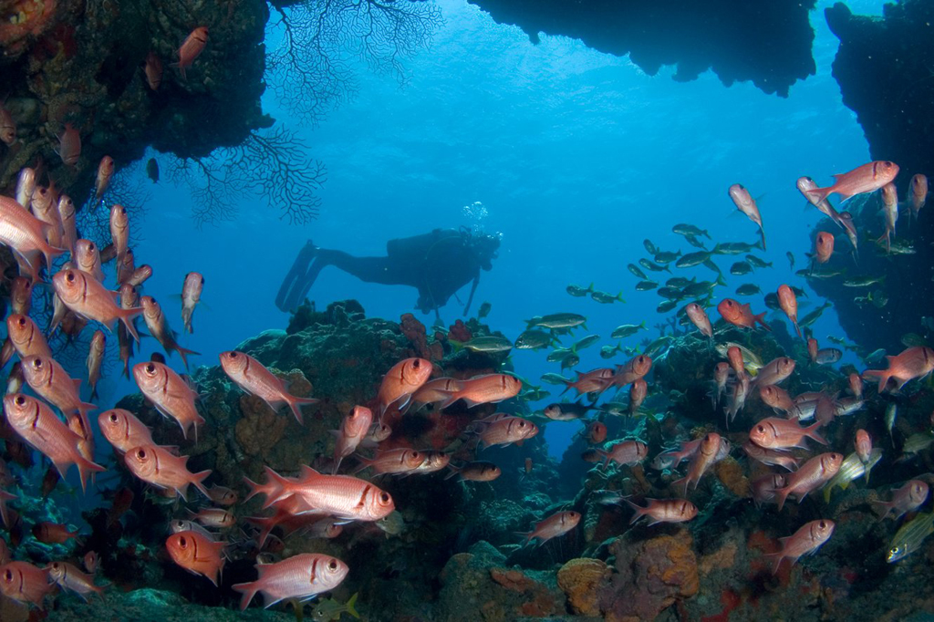 A trip though Soldierfish Cave leads divers to the famous dive site known as Scott’s Head Pinnacle.