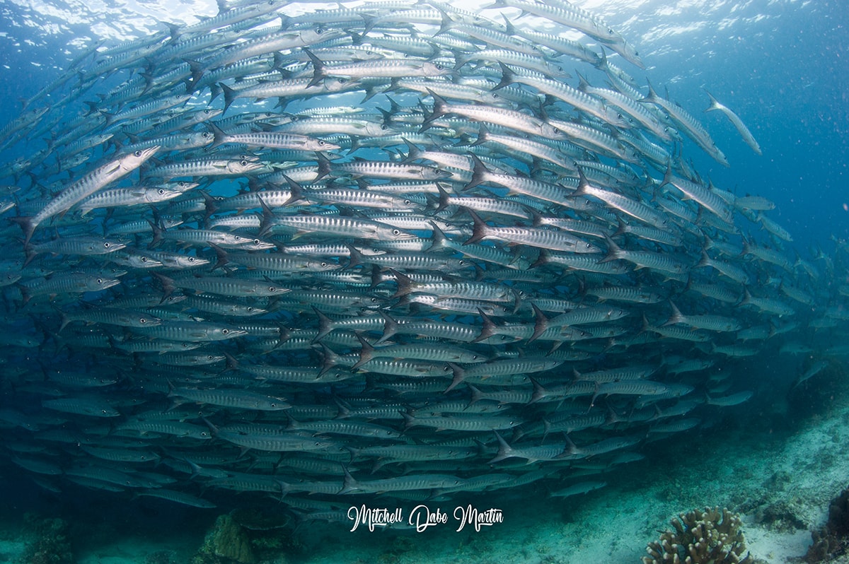 In Malaysia's fish-rich waters, divers may find themselves enveloped in swirling clouds of fish. Offshore pinnacles are particularly good at attracting these massive schools.