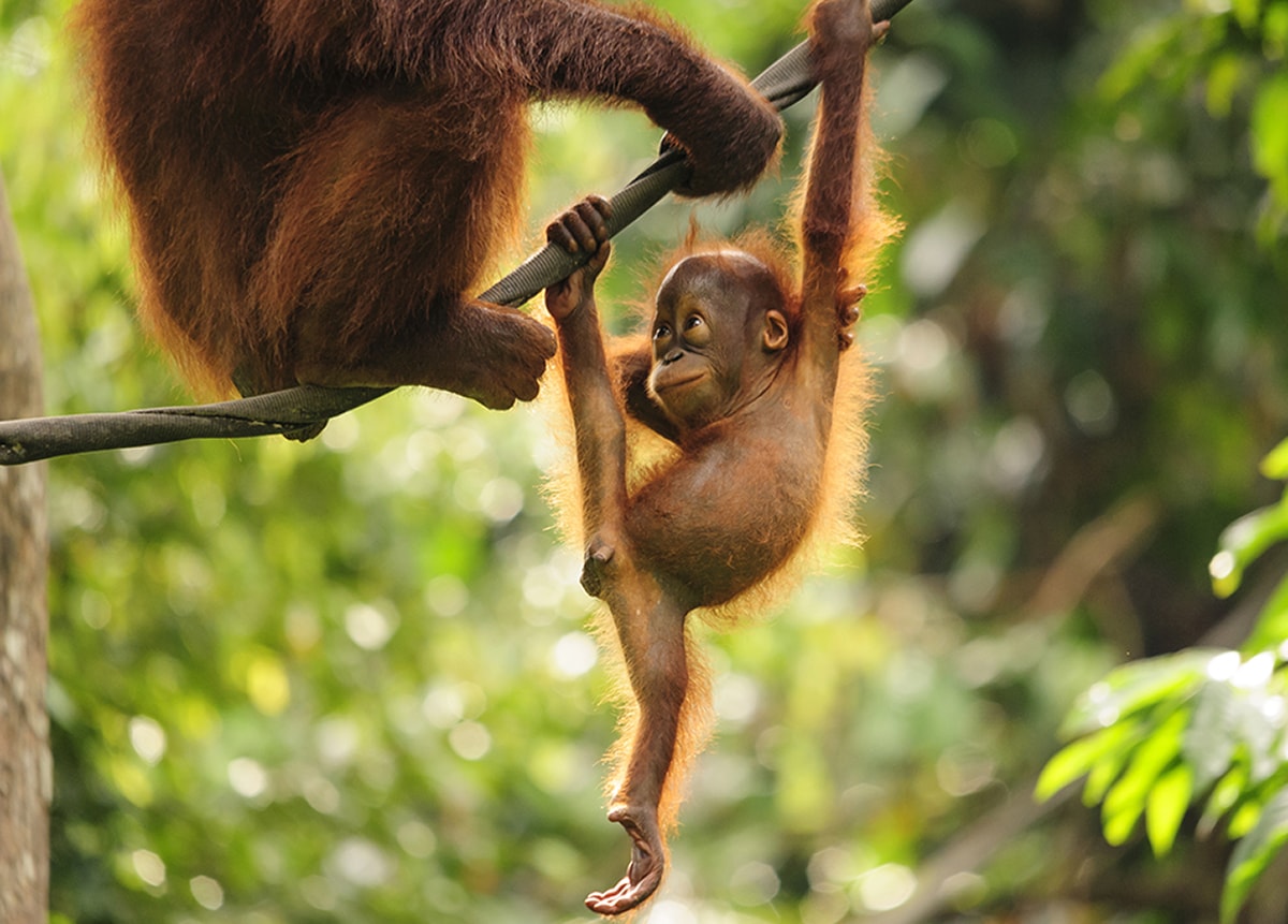 No trip to Malaysia would be complete without a visit to the lush rainforests and mountainous highlands of Sabah, home to the Sepilok Orangutan Rehabilitation Centre.