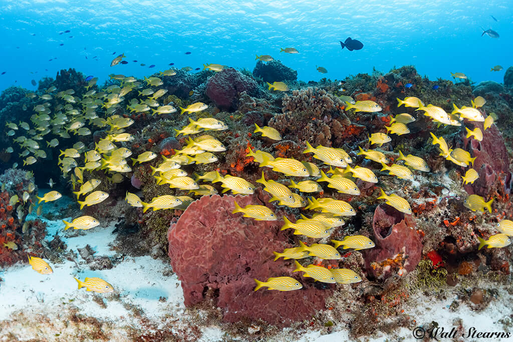 The Discover Scuba Diving program with Dive House gives first-timers a colorful look at the underwater world.