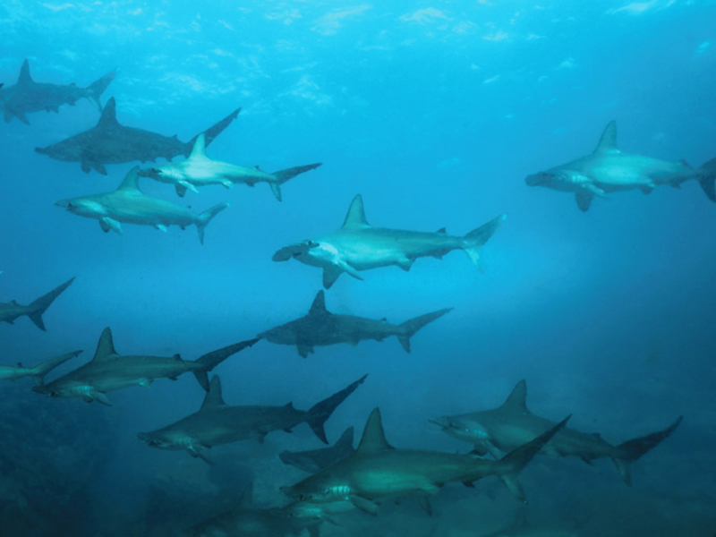 A number of offshore sites in the Forgotten Islands attract schooling hammerhead sharks.