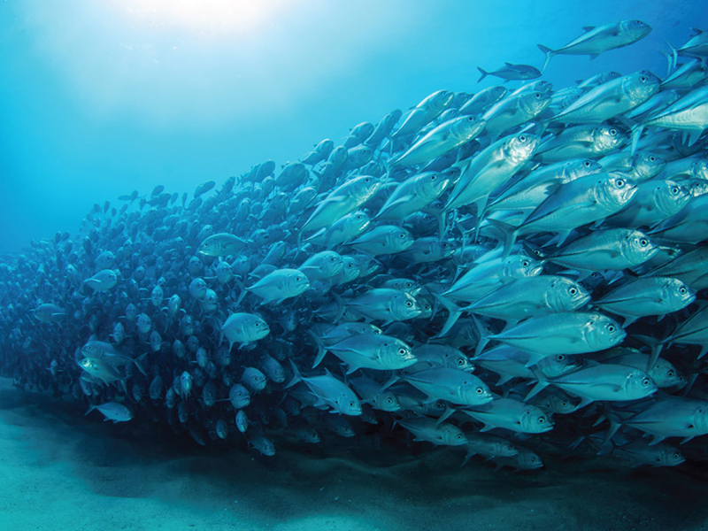 With sparse human populations and minimal fishing pressure, the waters of the Forgotten Islands are especially rich in marine life.