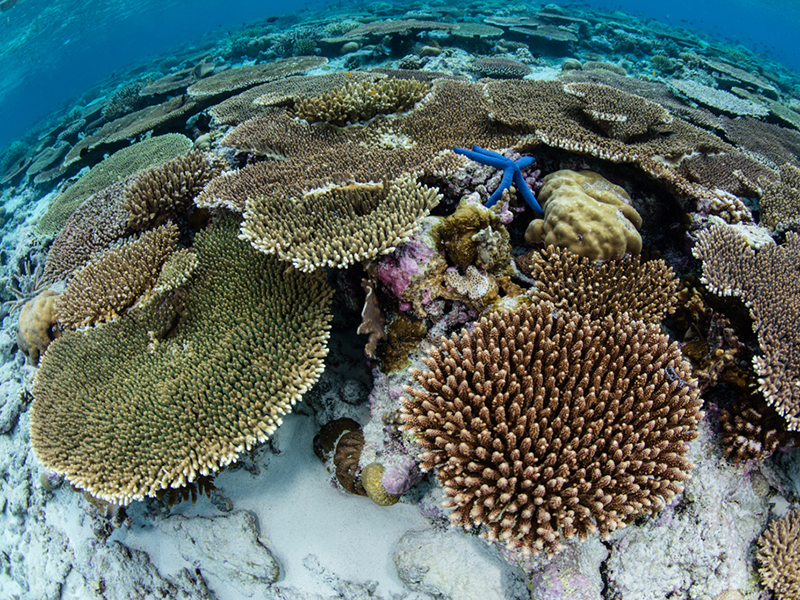 Low-lying southern islands are ringed in shallow reefs and descending terraces of hard coral.