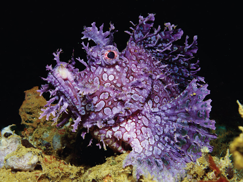 The untouched reefs of the Forgotten Islands reward macro enthusiasts with a wealth of rare finds.