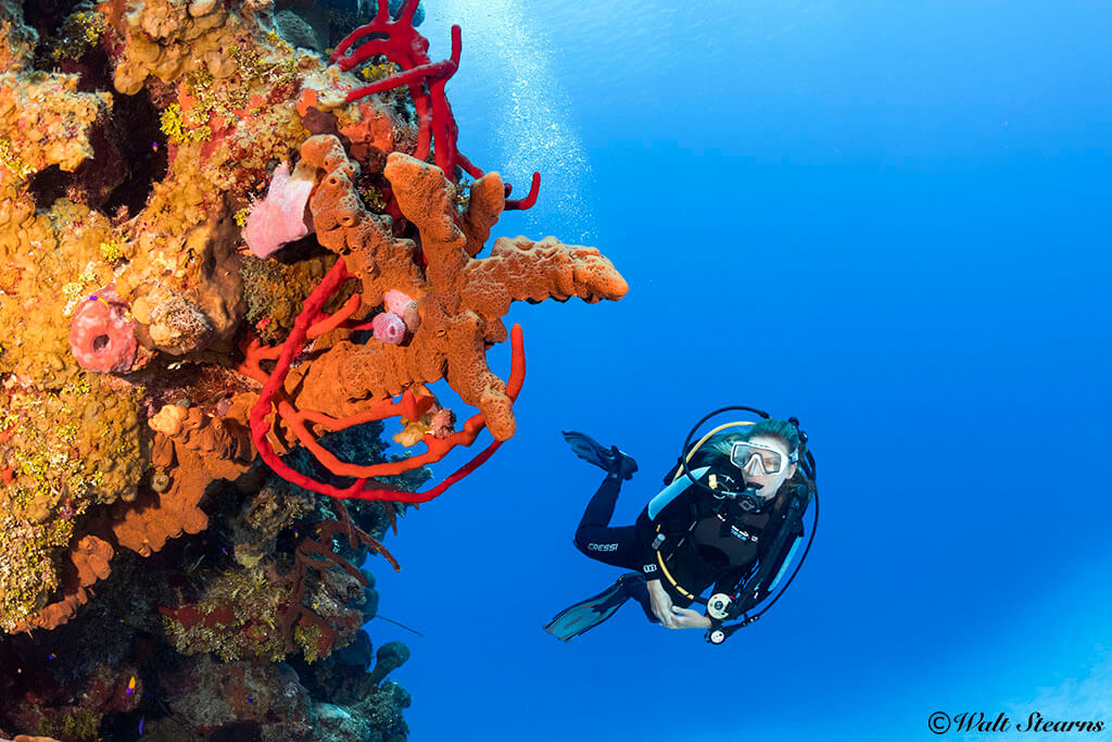 The reef line at Little Cayman's Bloody Bay Wall transitions to a vertical face at shallow depths.