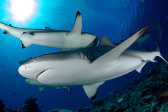 In addition to diving, Fish 'n Fins offers a wide range of adventure tours.