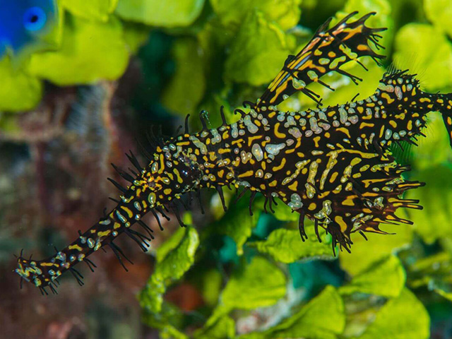 Shallow sites in the Solomon Islands offer a treasure trove of rare and unique macro subjects.
