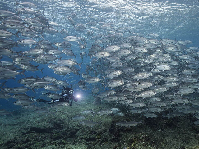 Huge schools of fish congregate on the volcanic slopes of Mborokua island.