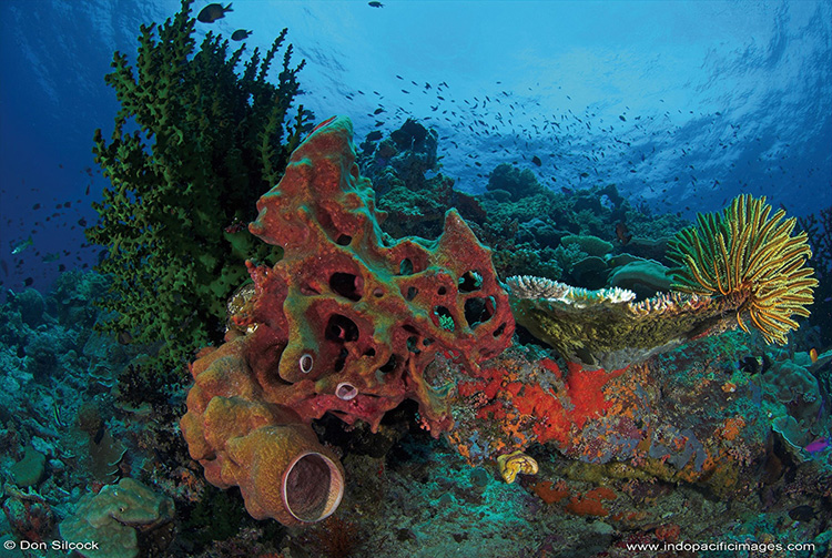 The reefs of PNG are among the most colorful and bio-diverse in the world.