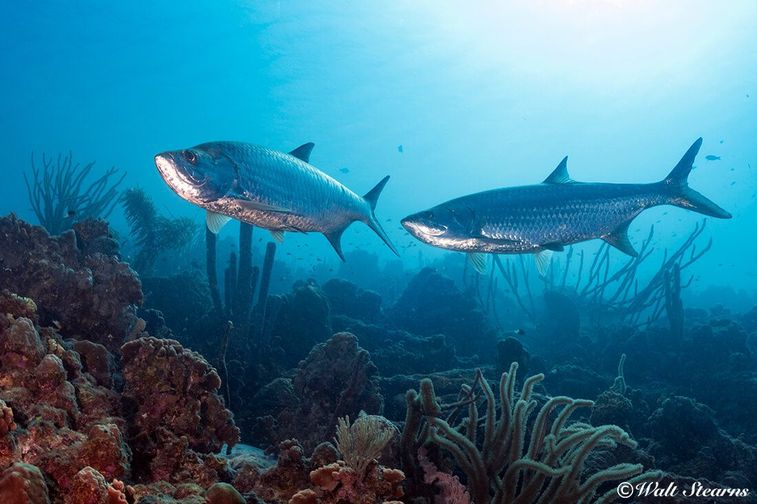 Tarpons often patrol the edge of the reef, and also venture closer to shore, where they may be found in the shadows right under a dock.